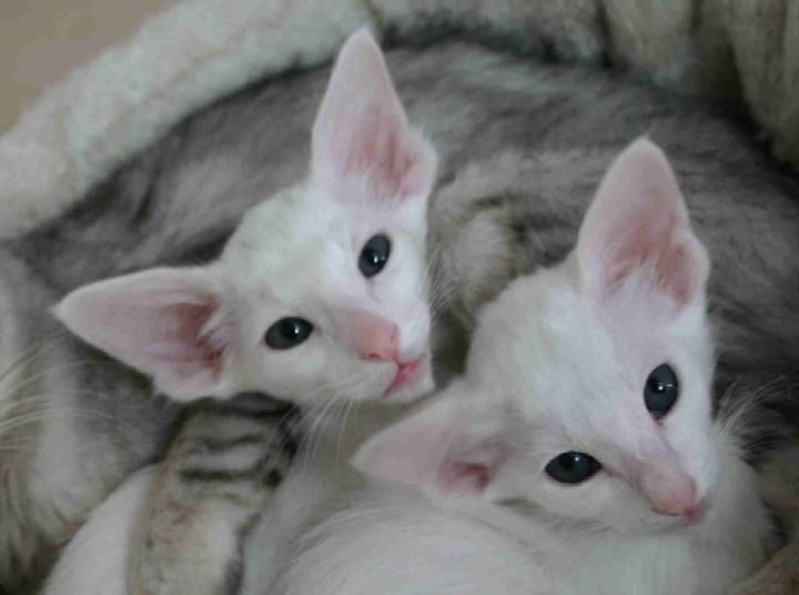 Foto: Seychelsk� ko�ka-CHS: z Valimaru *Cz