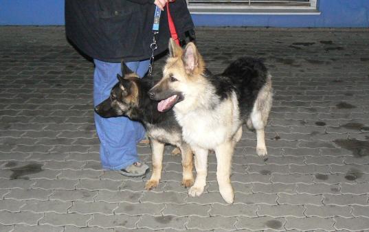 Fotky: Shilohsk� ov��k (foto, obrazky)