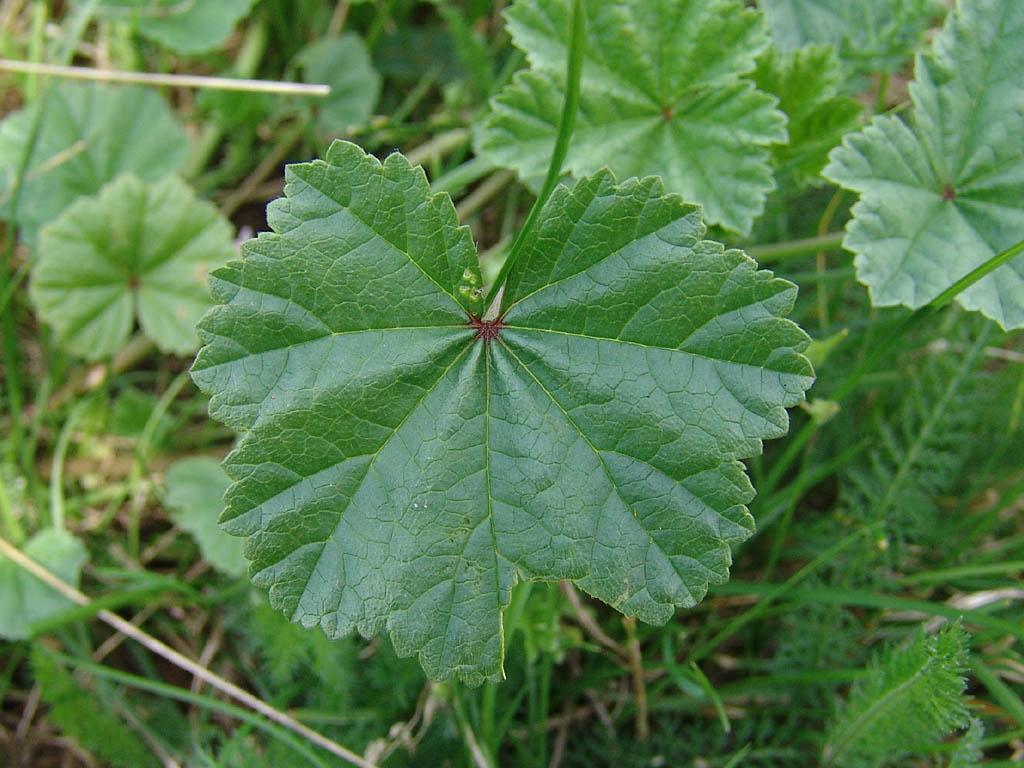 Foto: Sl�z P�ehl�en�