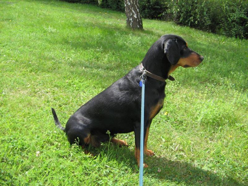 Fotky: Slovensk� kopov (foto, obrazky)