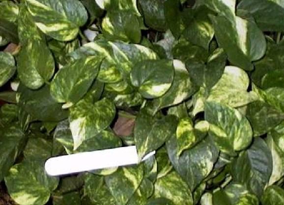 Foto: �plhavnice, scindapsus, potos