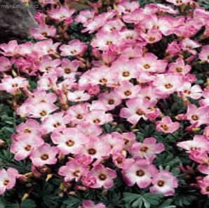 Fotky: ��avel (foto, obrazky)