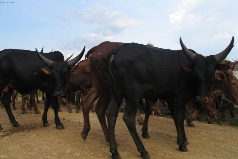 Foto: Tanzanie