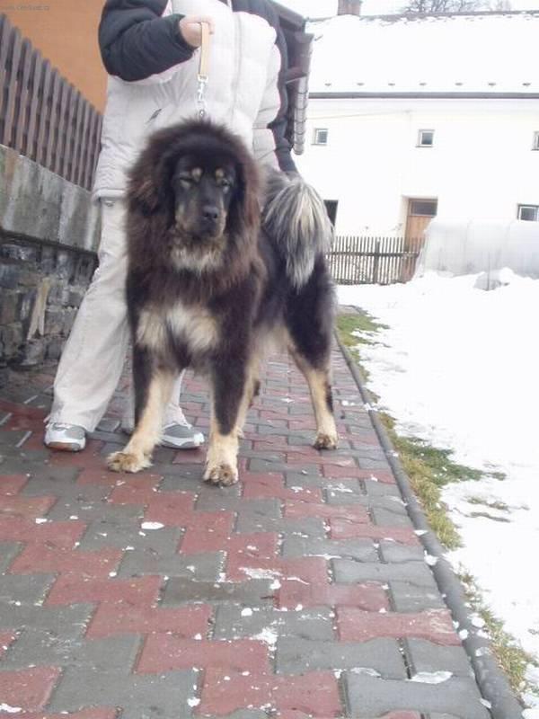 Foto: Tibetsk� doga-Ag�ta. Ch.st.: Padmaraga Drizai