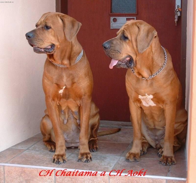 Foto: Tosa Inu-Chovatelka: Iva Pastir��kov�