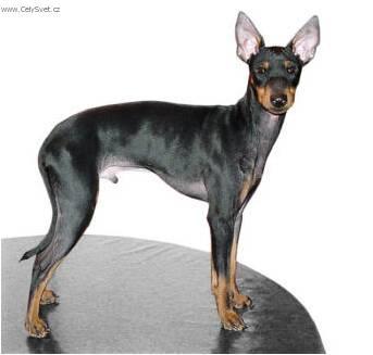 Foto: Anglick� toy-teri�r