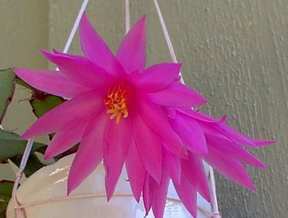 Foto: Velikono�n� kaktus