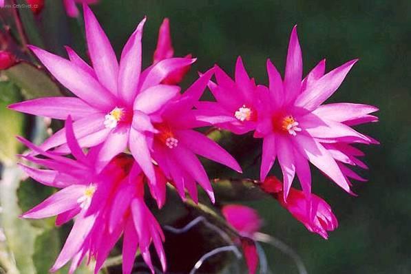 Foto: Velikono�n� kaktus