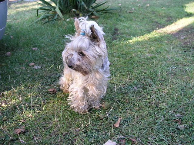 Fotky: York��rsk� terier (foto, obrazky)