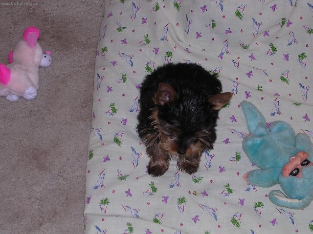 Fotky: York��rsk� terier (foto, obrazky)