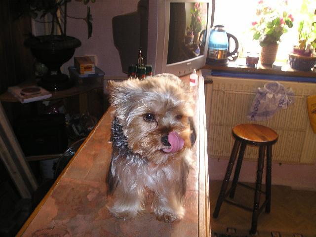 Fotky: York��rsk� terier (foto, obrazky)