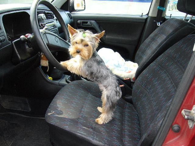 Fotky: York��rsk� terier (foto, obrazky)