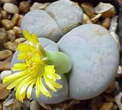Foto: �iv� kameny