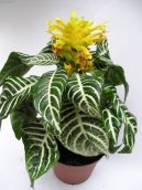 :  > Afelandra (Aphelandra)