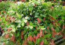 :  > Akalyfa, Palnice (Acalypha)