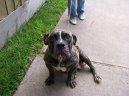 :  > Anglick buldok starho typu (Olde English Bulldogge)