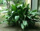 :  > Koenokvtka (Aspidistra)