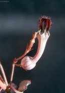 :  > Ceropgie (Ceropegia Woodii)