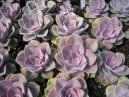 :  > Echevrie, dunatka (Echeveria)