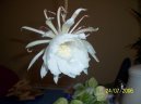 :  > Epifillum, fylokaktus (Epiphyllum)