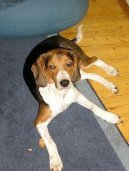 :  > Estonsk loveck pes (Estonian Hound)