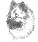 :  > Eurasier