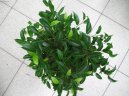 :  > Fikus Bendamina (Ficus benjamina)