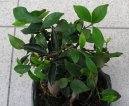 Pokojov rostliny: Fikusy > Fikus (Ficus)