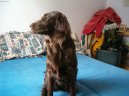 :  > Flat Coated Retriever