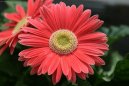 Gerbera