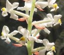 Pokojov rostliny: Orchideje > Haemaria (Haemaria discolor)