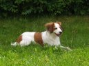 :  > Holandsk kachn pes (Kooikerhondje)