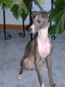 :  > Italsk chrtk (Italian Greyhound)