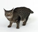 :  > Japonsk bobtail dlouhosrst (Pixie-Bob)