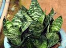 :  > Tchnin jazyk, tenura (Sansevieria)