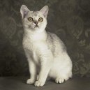 :  > Keltsk krtkosrst koka (Celtic Shorthair)