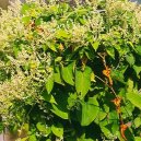 :  > Kokok Mnohokvt, He Shou Wu (che ou wu) (Polygonum multiflorum)