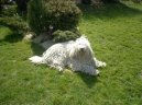 :  > Komondor