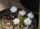 :  > Kosmatec (Mesembrianthemum)