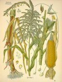 :  > Kukuice Set (Zea mays)