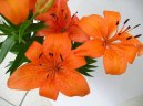 :  > Lilie (Lilium)