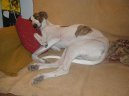 :  > Maarsk chrt (Hungarian Greyhound)