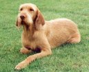 :  > Maarsk oha drtosrst - viszla (Hungarian Wire-haired Pointer (vizsla))