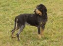 Mal� modr� gasko�sk� honi�