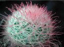 :  > Mamilrie (Mammillaria)