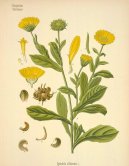 :  > Msek Lkask (Calendula officinalis L.)