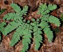 :  > Netk (Adiantum)