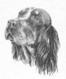 :  > Pikardsk oha dlouhosrst (Picardy Spaniel)