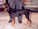 :  > eck honi (Hellinikos Ichnilatis, Hellenic Hound, Greek Harehound)