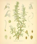 :  > Rozmarna Lkask (Rosmarinus officinalis)